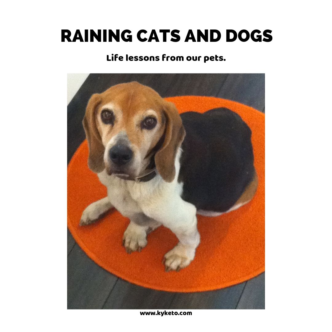 RAINING CATS AND DOGS